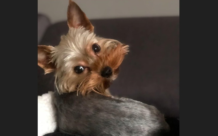 Yorkshire terrier z ciekawym spojrzeniem, odwrócony w stronę aparatu.