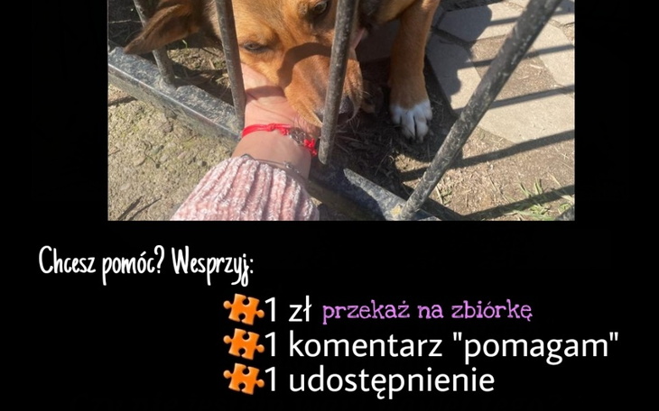 Zbiórka Przetrwać do września - zdjęcie główne