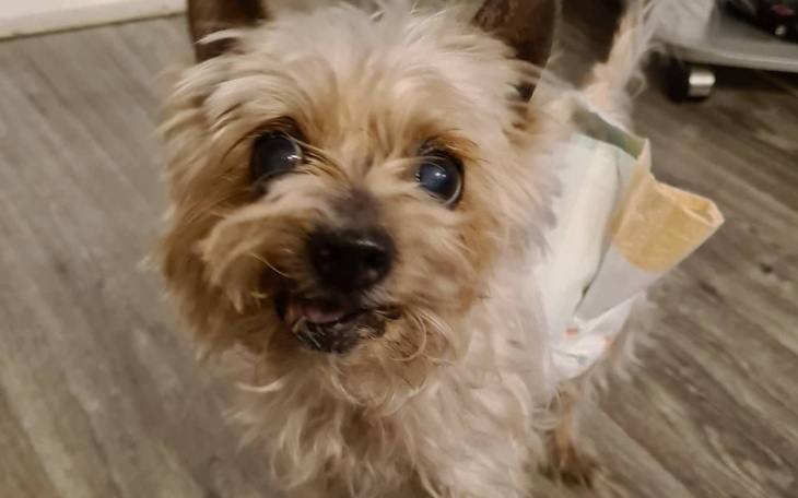 Zbiórka York Froduś zbiera na leczenie - zdjęcie główne