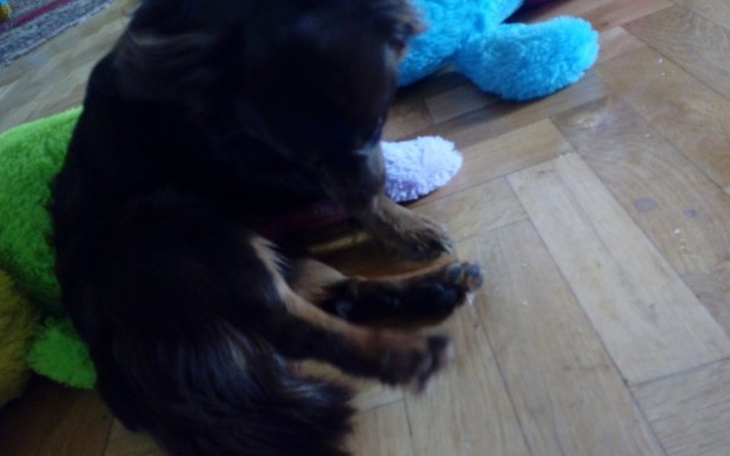 Zbiórka Na leczenie Manka - zdjęcie główne