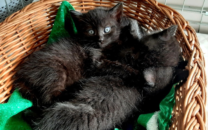 Zbiórka Dom Tymczasowy Kaflika - zdjęcie główne