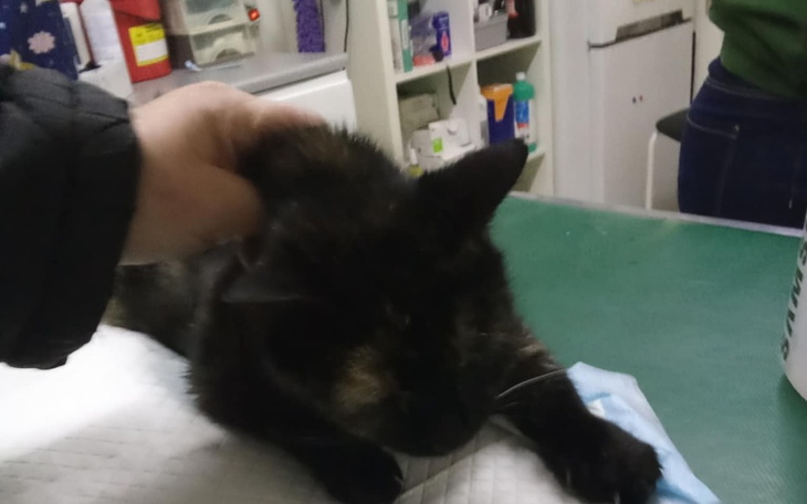 Czarny kot leżący na stole, głaskany przez człowieka.