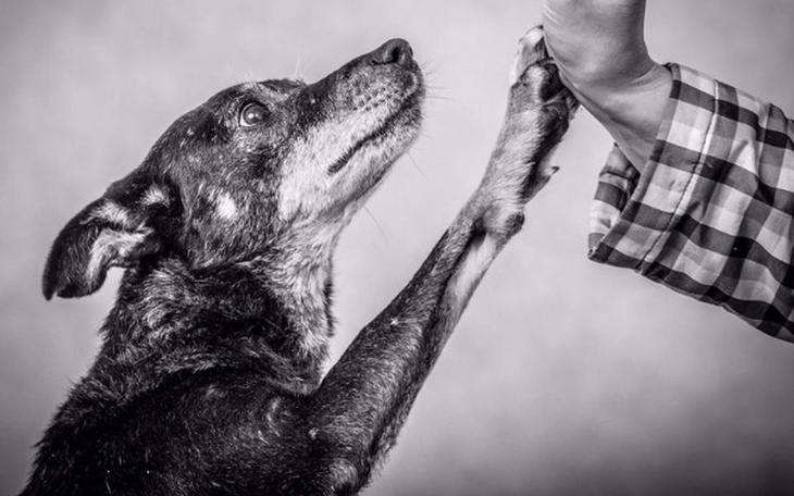 Zbiórka Cztery ściany dla czterech łap.. - zdjęcie główne