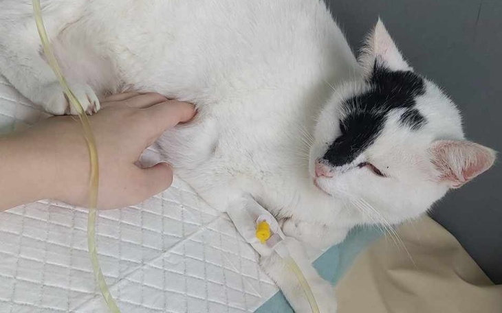 Zbiórka Apatyczna Kitku-podejrzenie FIV - zdjęcie główne