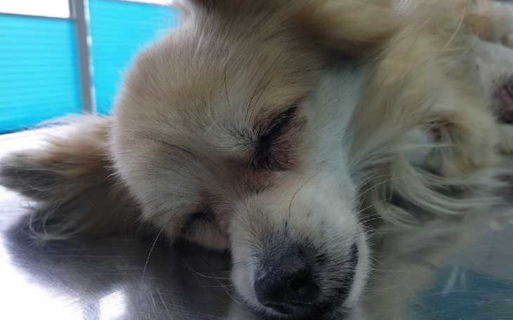 Zbiórka Sisi - sunia z wyrokiem śmierci - zdjęcie główne