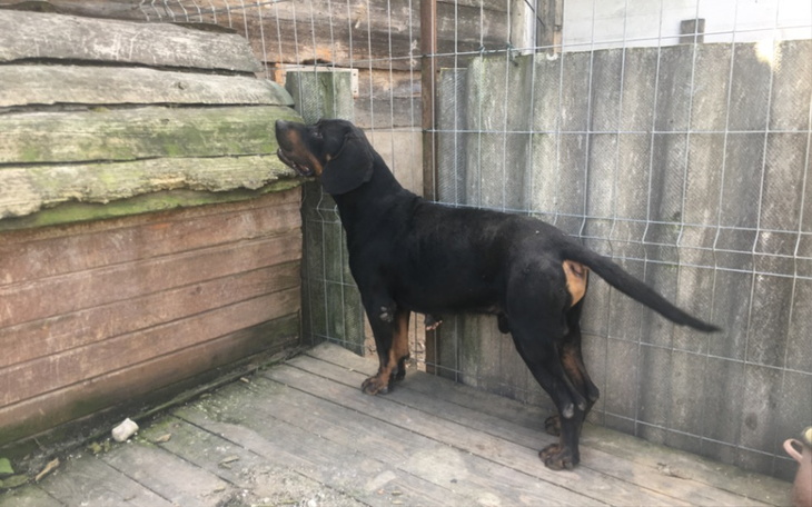 Zbiórka Budy dla piesków - zdjęcie główne