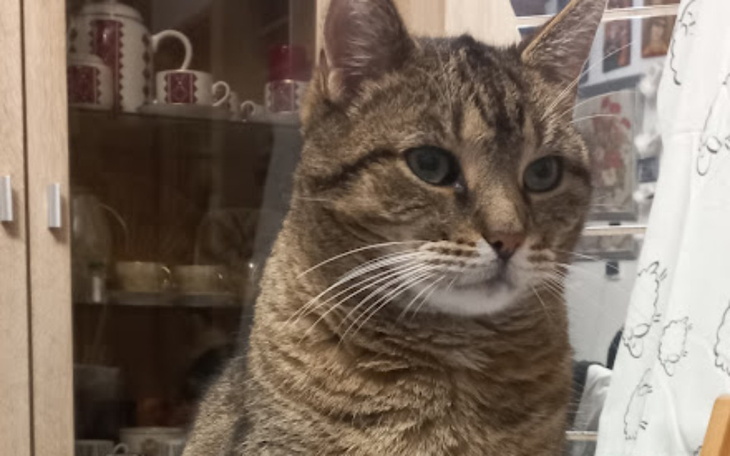 Zbiórka Kot Marcel bardzo chce żyć - zdjęcie główne