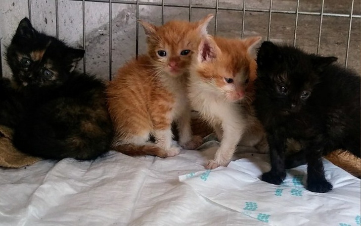 Zbiórka kociaki na zakręcie - zdjęcie główne