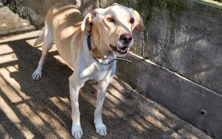 Zbiórka Turbo zbiera na leczenie - zdjęcie główne