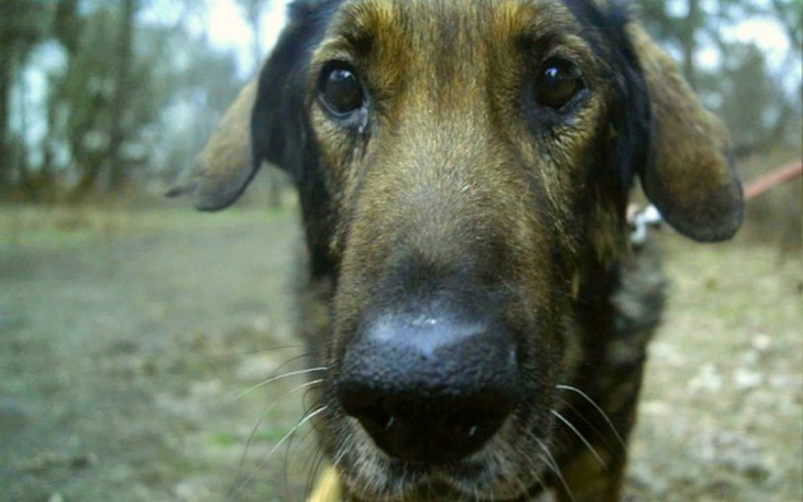 Zbiórka Ramzes prosi o pomoc! - zdjęcie główne