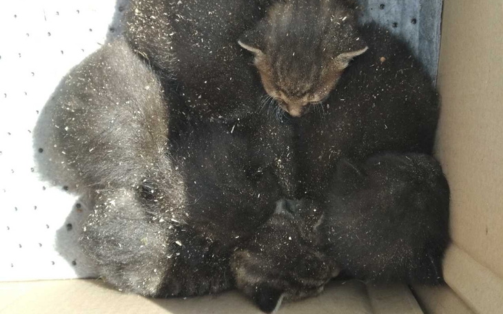 Kocięta śpiące w kartonie, przytulone do siebie.