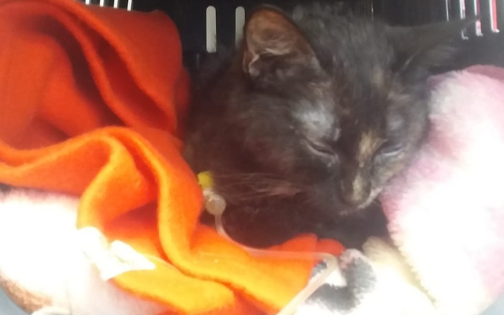 Kot śpiący wśród kolorowych koców.