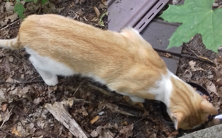 Zbiórka POMOC dla Rudzika i pozostałych - zdjęcie główne