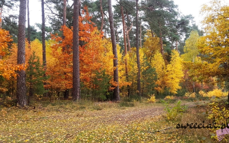 Zbiórka Z biurka nie działa - zdjęcie główne