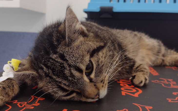 Kotek leży na stole, wygląda na zmęczonego i zrelaksowanego.