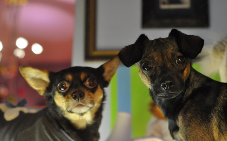 Zbiórka Jedzenie dla psiaków. - zdjęcie główne