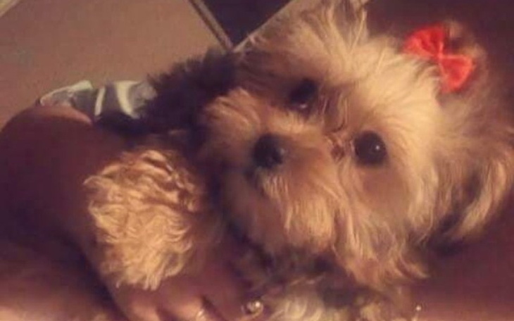 Zbiórka Pomoc Dla Mai! - zdjęcie główne