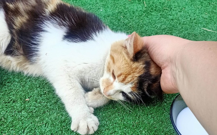 Zbiórka Na leczenie złamanej łapki - zdjęcie główne