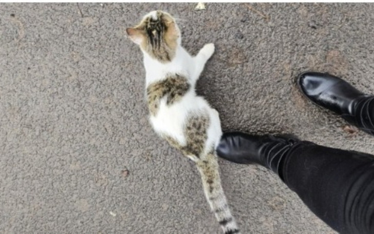 Kot leżący na drodze obok nogi osoby w czarnych butach.