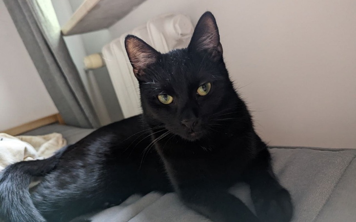 Zbiórka Laparotomia diagnostyczna - zdjęcie główne