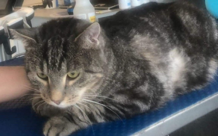 Zbiórka Ratujemy Motka - zdjęcie główne