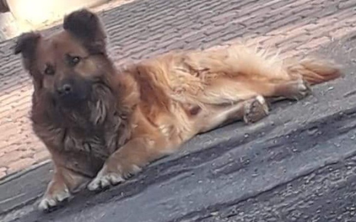 Zbiórka Zbiórka na budę dla Psa - zdjęcie główne