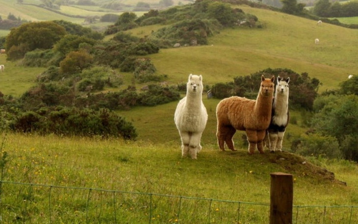 Zbiórka Hodowla Alpak w Polsce - zdjęcie główne