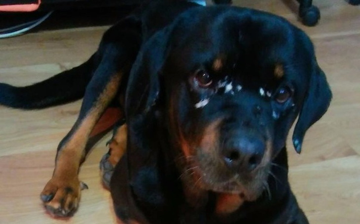 Zbiórka Na leczenie Maksia - zdjęcie główne