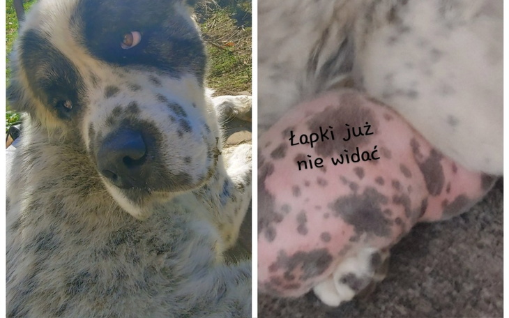 Pies z plamami, leżący na ziemi, z widocznymi łapkami.