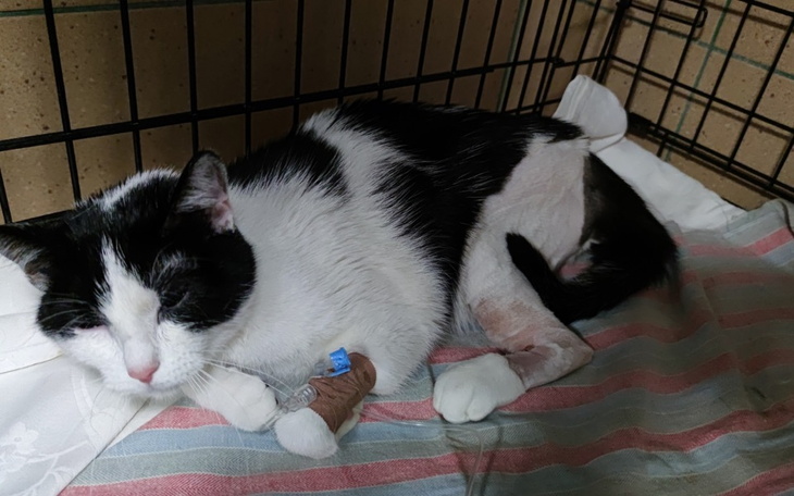 Zbiórka Pomóżmy Solejce stanąć na 4łapki - zdjęcie główne