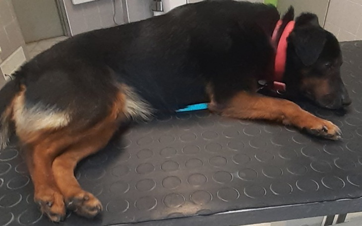 Zbiórka Bolek I Lolek -DROGA do domów - zdjęcie główne