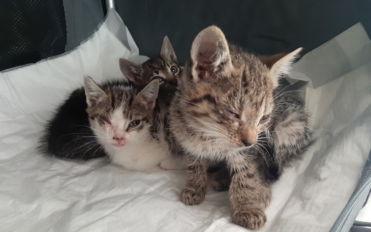 Zbiórka Kocie sierotki proszą o wsparcie - zdjęcie główne