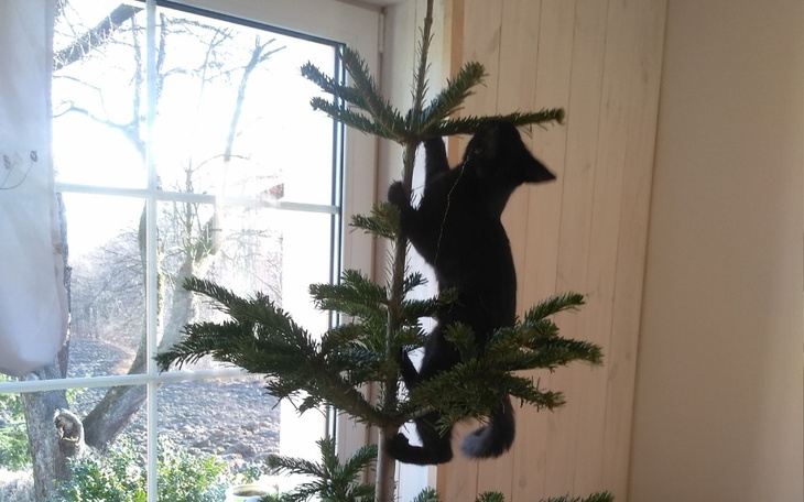 Zbiórka Kotek Oczko walczy z fip - zdjęcie główne