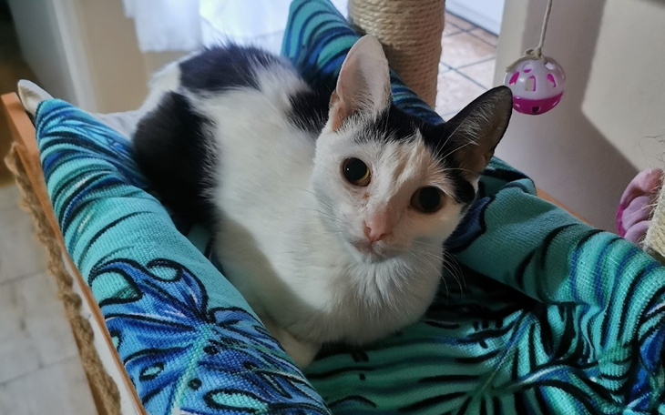 Kot leżący na kolorowym kocyku, patrzy w obiektyw.