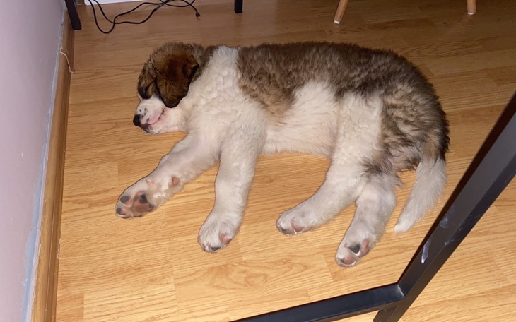 Zbiórka Bioderka Diego - zdjęcie główne