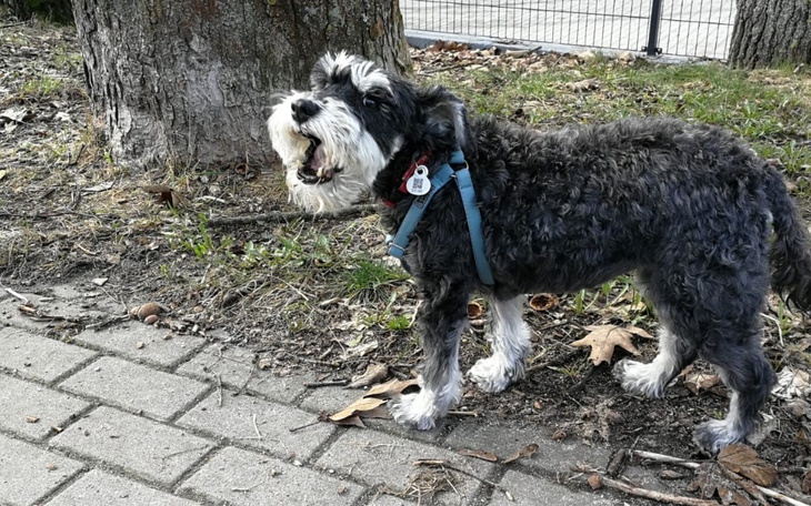 Zbiórka Chemioterapia Lilianki-adopciaka - zdjęcie główne