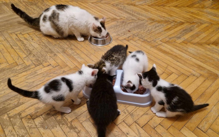 Zbiórka Kociaki z drzewa - zdjęcie główne