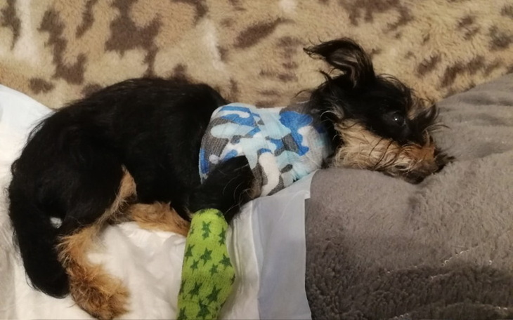 Zbiórka na leczenie Lili - zdjęcie główne