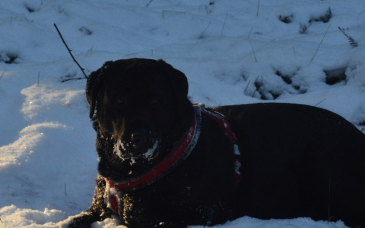 Zbiórka Operacja dla Lunki - zdjęcie główne