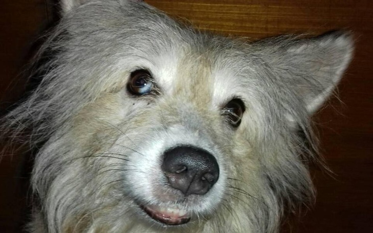 Zbiórka Ratunek dla SNAPI - zdjęcie główne