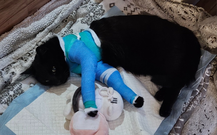 Zbiórka Operacja Darwina - zdjęcie główne