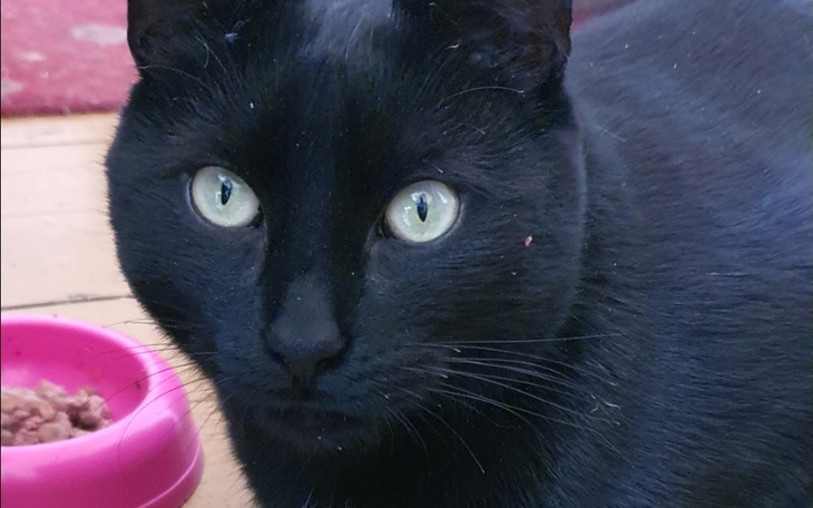 Zbiórka Na pełną diagnostykę kota - zdjęcie główne