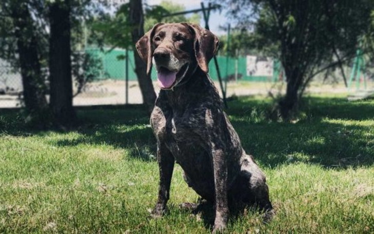 Zbiórka Dla Tesli na transport do CHATY - zdjęcie główne