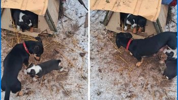 Zbiórka Pomoc dla psów z Szaniaw - miniaturka zdjęcia