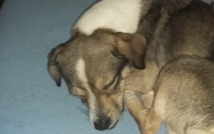 Zbiórka Uratuj Czarka - zdjęcie główne