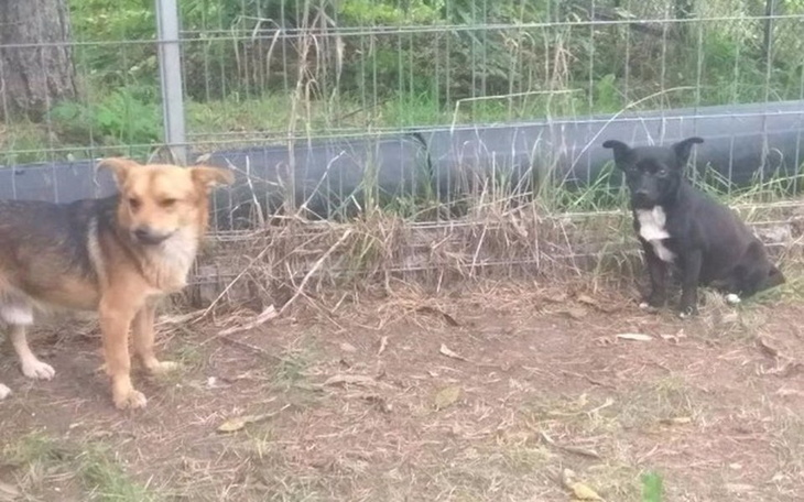 Zbiórka Strach zabija - Figa i Rex - zdjęcie główne