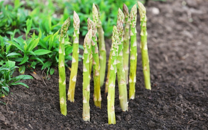 Zbiórka Założenie plantacji szparagów - zdjęcie główne