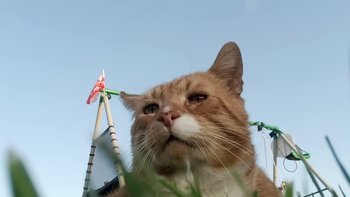 Zbiórka Kto pamięta kota Masło? - miniaturka zdjęcia