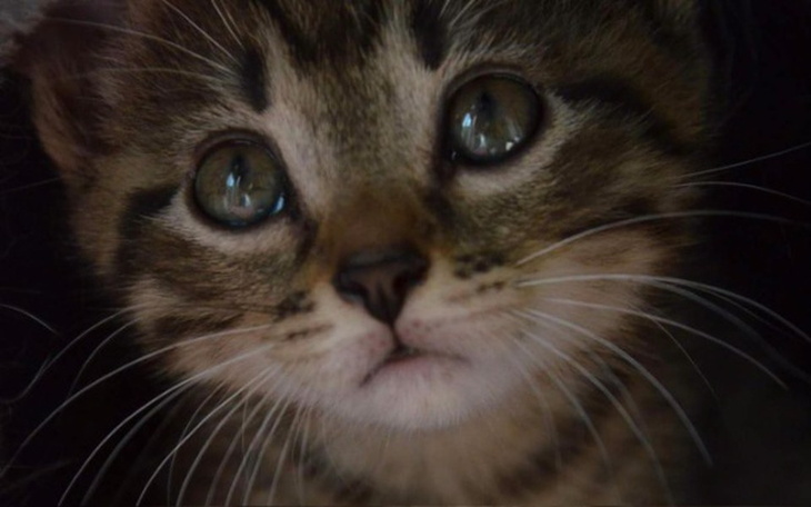 Zbiórka Kocie sprawy - zdjęcie główne