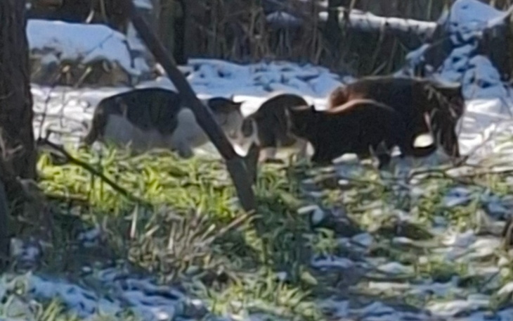 Grupa kotów w lesie na śniegu.